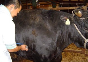 肉用牛の診療を行う家畜診療センターの獣医師