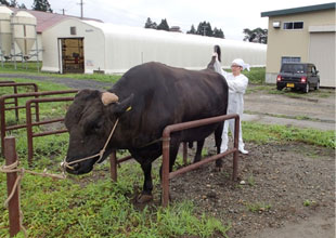 種雄牛の衛生検査を行う家畜保健衛生所の獣医師