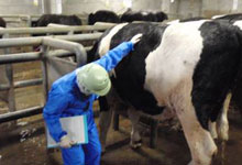 肉牛の生体検査