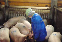 肉豚の組織検査
