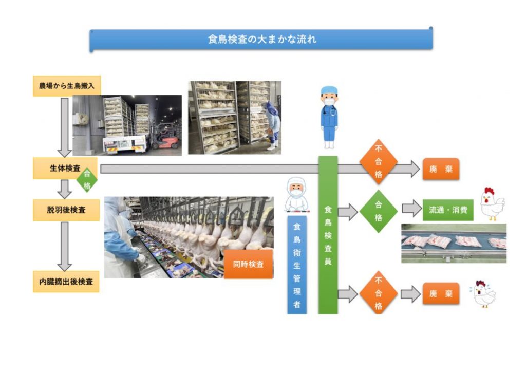 ■食鳥検査概略【R7.9.26】HP用のサムネイル
