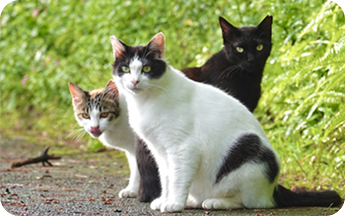 猫の不妊手術助成事業